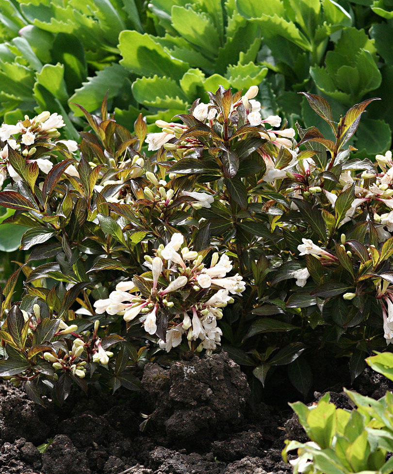 Weigela florida 'Black and White'